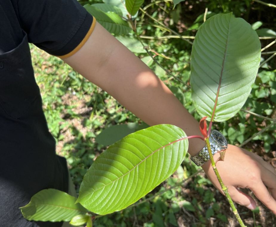 Kratom může pomoci s léčbou široké škály neduhů