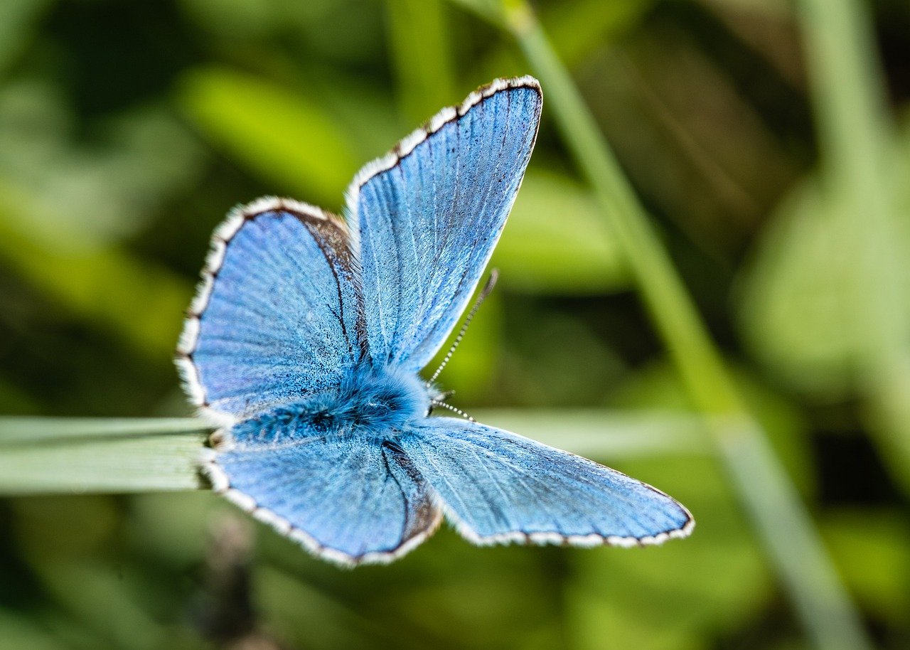 Prozkoumejte, jak biologická rozmanitost ovlivňuje svět